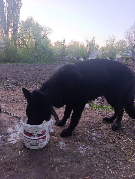 Немецный обчарка