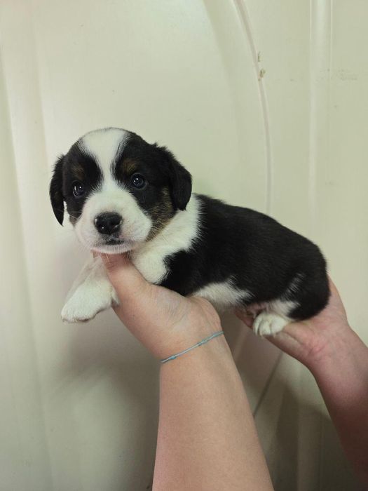 Продам щенков корги кардиган