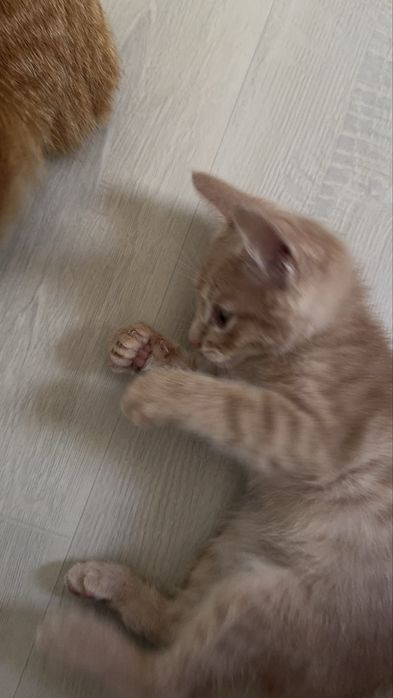 Отдам котят мальчики