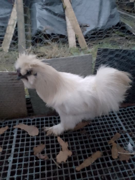 Cocoși mătase japoneza!