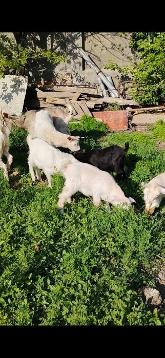 Эчки, она ва бола