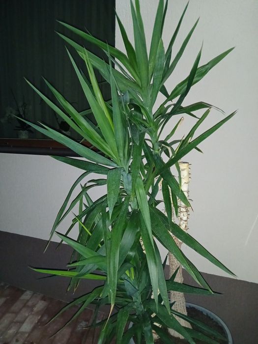 Yucca elephantipes
