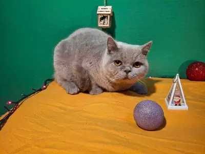 британски късокосмести котенца