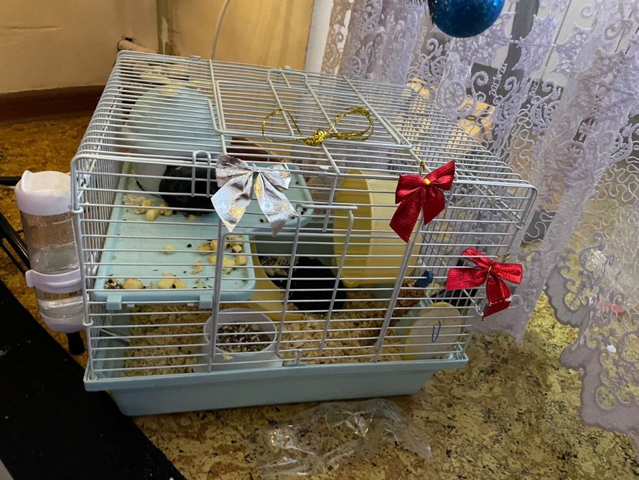 Продам хомяков джунгарских ручных