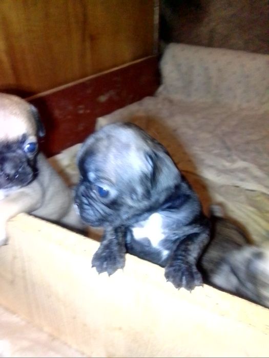 Продаю щенков французский бульдог бронируйте щенки уже готовы к продаж