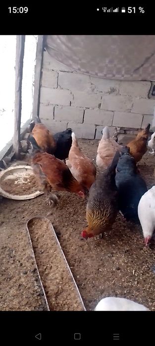 тауықтар сатылады