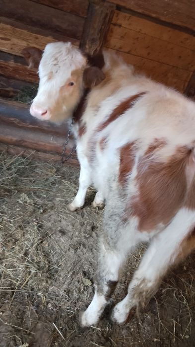 Vând vițel de patru luni