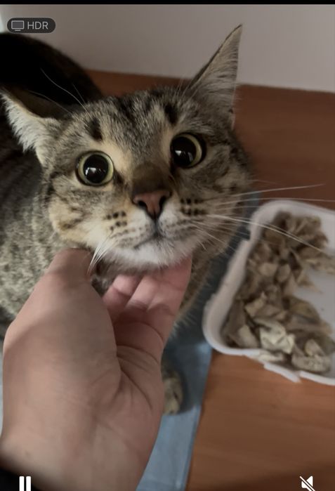 кошки в добрые руки