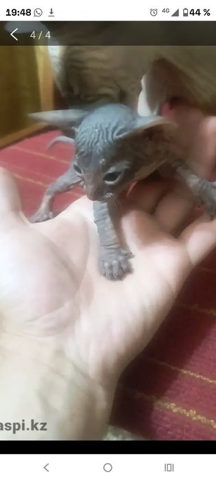 Котята.       сфинкса