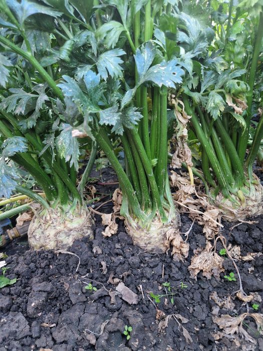 Vând telina de Căpățînă