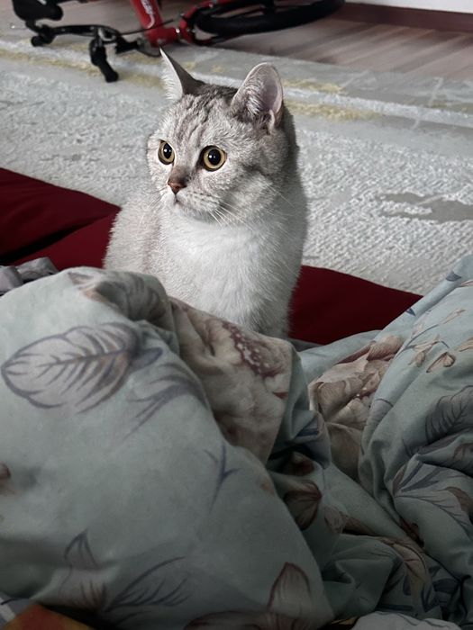 Шотландский кот скоттиш страйт