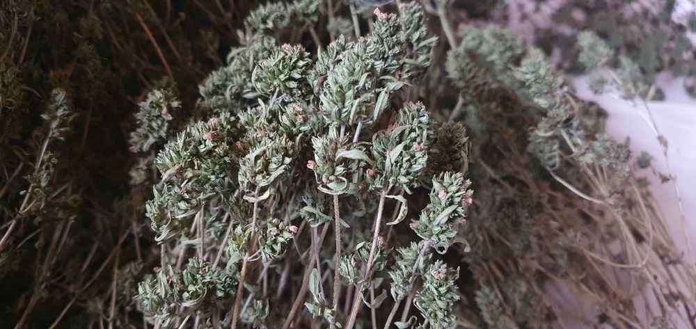 Vând cimbru foarte frumos