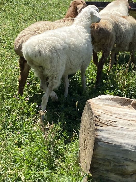 Ақ кой сатылады