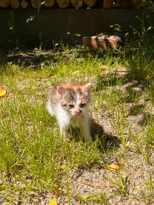 Pisicute spre adoptie