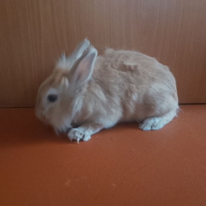 Домашняя красавица.