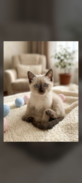 Котятки сиамские, чистокровные