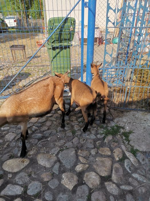 Capre Alpină de Banat
