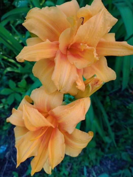 Лилейники сортовые