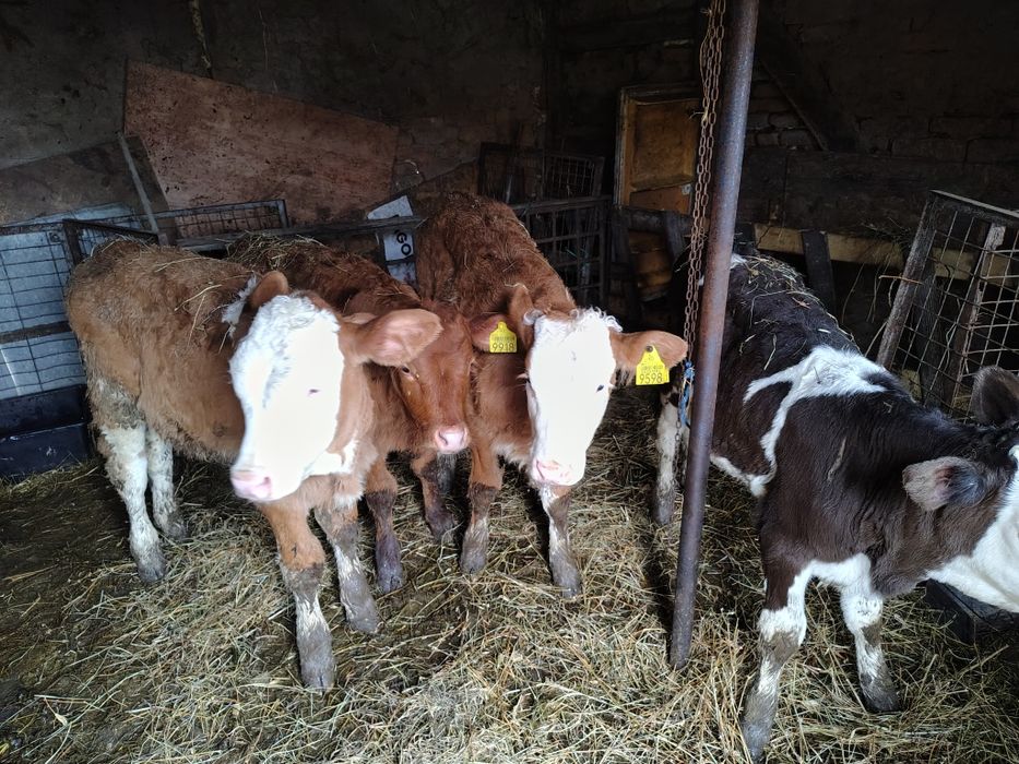 De vânzare vitele intarcate