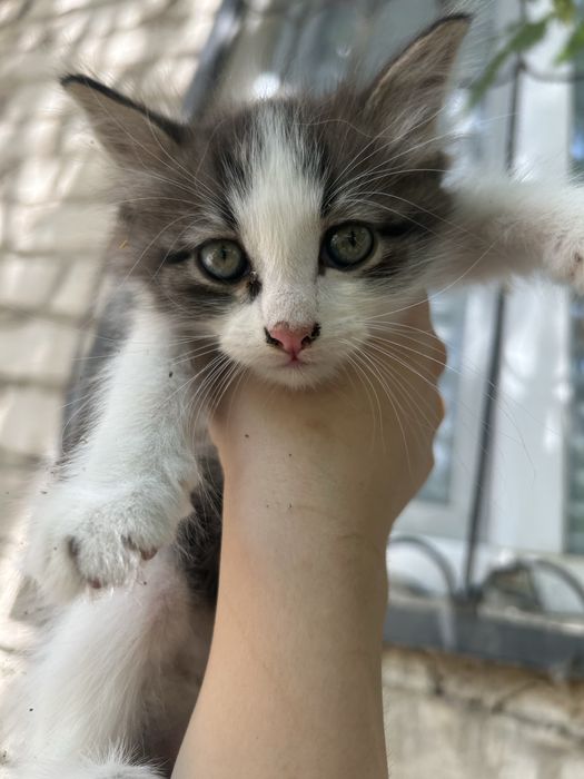 Маленькие котята