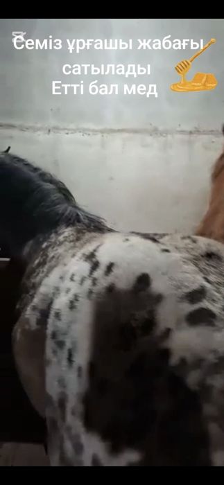 Сатамын ұрғашы жабағы