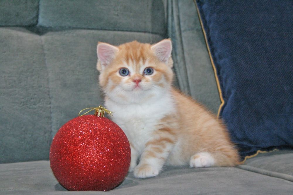 Продаю шикарного котенка