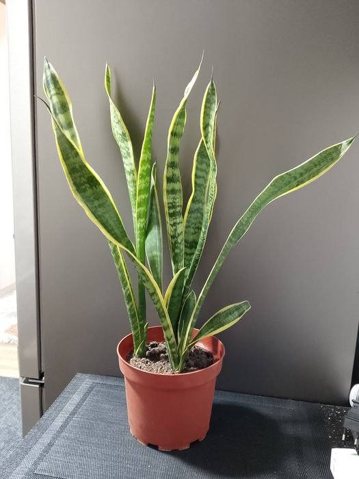 Сансиеверия Лауренти (Голд)