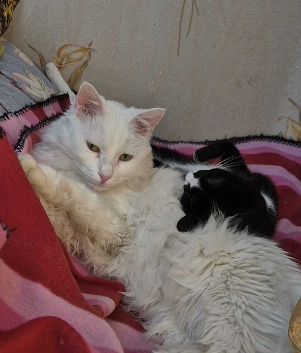 СРОЧНО  в добрые руки!! г. Шымкент