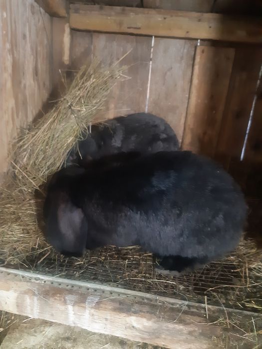 Iepuri Berbec german,rasa pura,adulti si  pui.