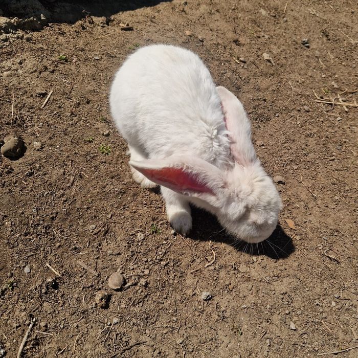 Қоян сатам,  продам заяц