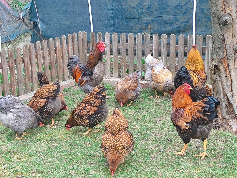 Vând oua Wiandotte GSg și argintiu