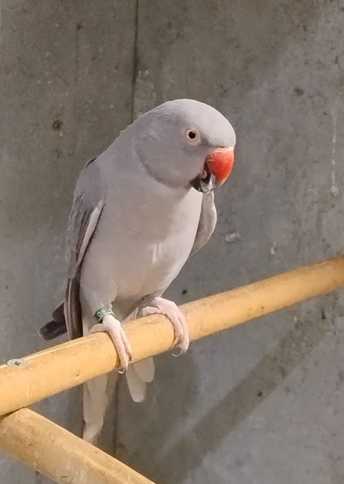 Papagali de vânzare