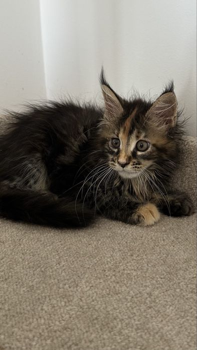 Котята! Продажа! Мейн-Кун!