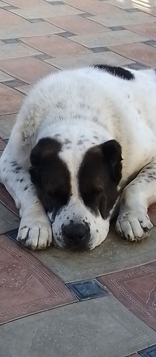 Вязка САО алабай(тобет)