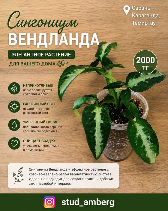 Сингониум разный