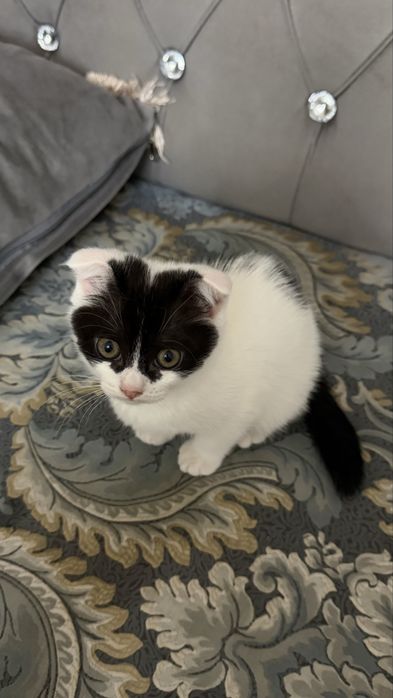 Шеслоухий котенок