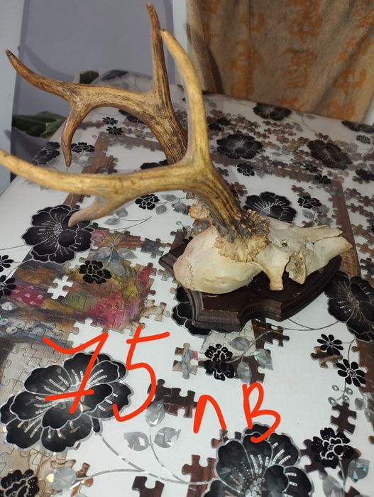 Различни Рога от срандаци