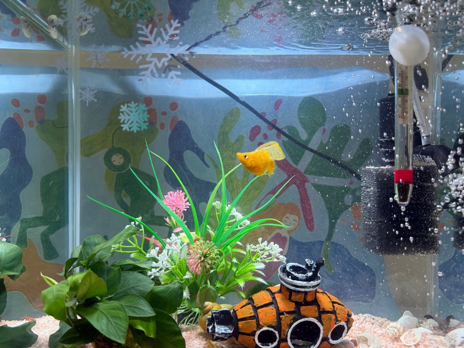 Отдам рыбку моллинезия баллон девочка