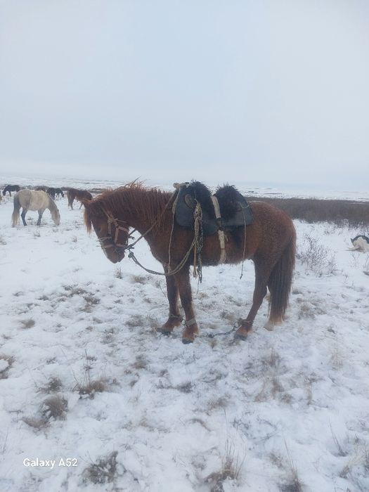 Айгыр сатам жуас минги