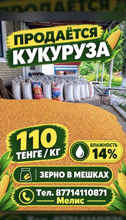 Продается кукуруза кг 110