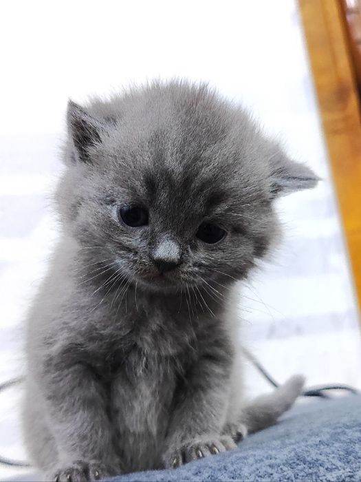 британские и шотландские котята чистокровные