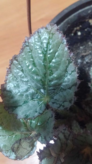 Бегония декоративнолистная