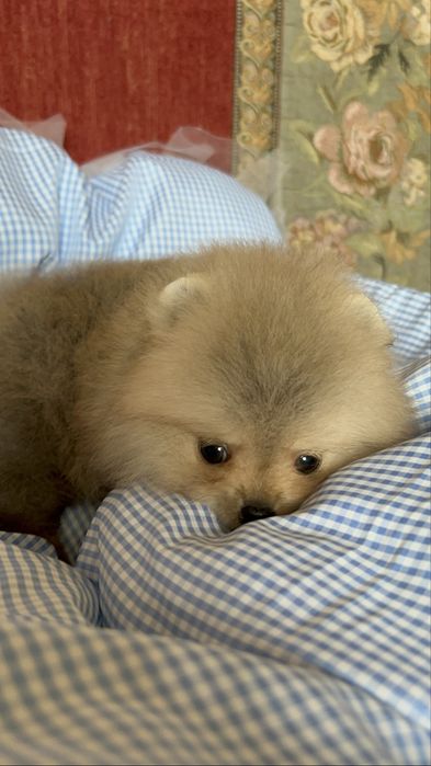 Микро померанский шпиц