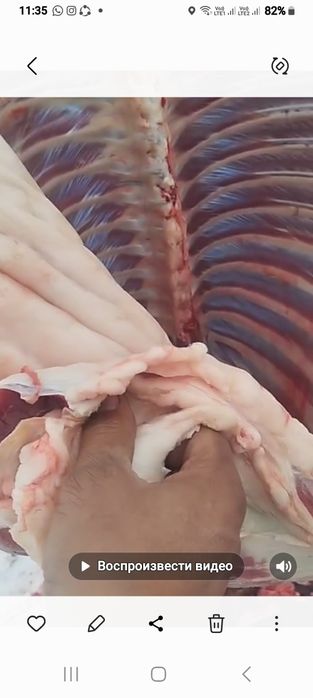 Семіз жас жылқының еті сатылады конина