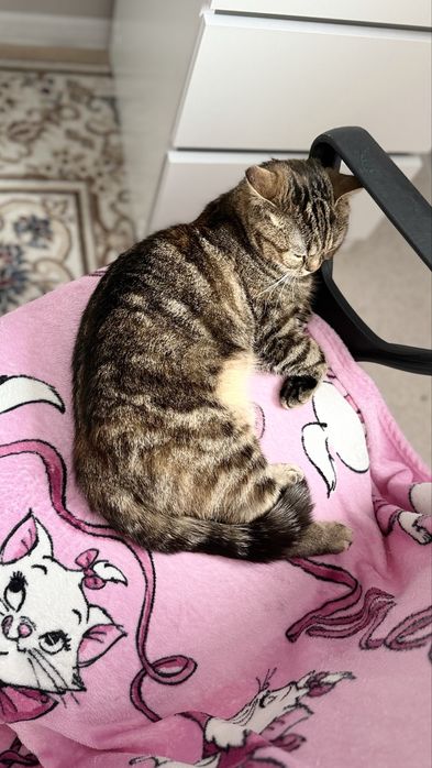 Отдам в добрые руки