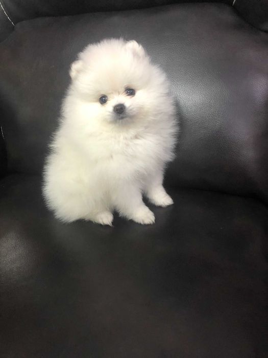 Pomeranian pui- Canisa