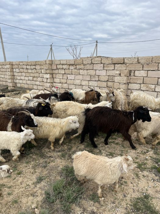 Лақты ешкілер сатылады