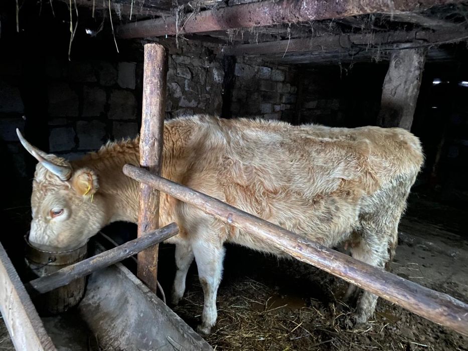Продам корову , жирный