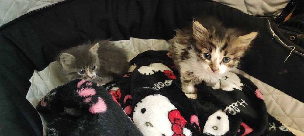 Спешно търсят дом