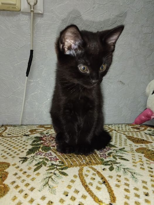 Симпатичные котята